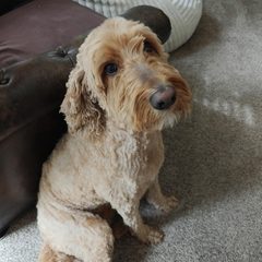 Goldendoodle after grooming, photo from ourlifewalkabout’s review