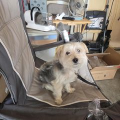 Yorkie on a camp chair, the grooming vacuum behind, photo from lita’s review