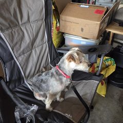 Yorkie sitting on a camp chair, photo from lita’s review